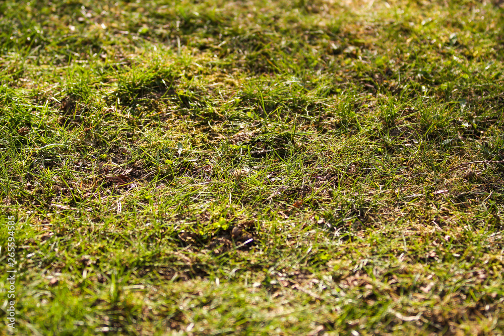 Beautiful garden village view of fresh cutted green grass. Beautiful garden village view of fresh cutted green grass.