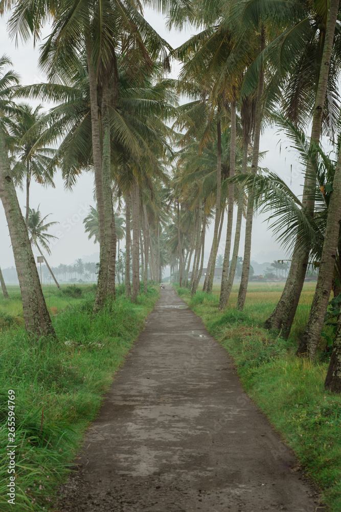 beautiful coconut country road in the morning beautiful coconut country road in the morning