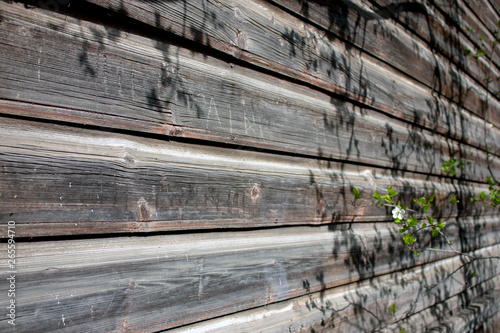 The wall of an old wooden house. Horizontal structure of logs. Shadow on the wall from the branches of a tree with green leaves.