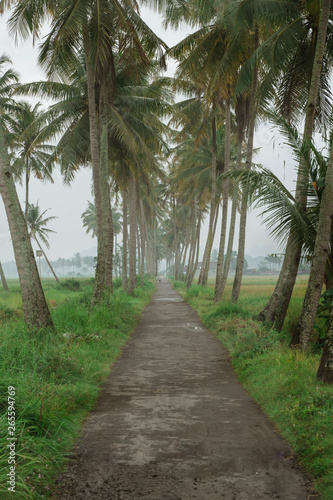 Fototapeta Naklejka Na Ścianę i Meble -  beautiful coconut country road in the morning