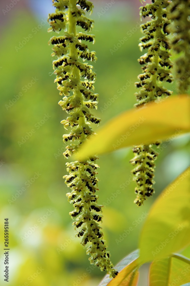 catkins hanging from a walnut tree in spring in an allotment in Nijmegen the Netherlands catkins hanging from a walnut tree in spring in an allotment in Nijmegen the Netherlands