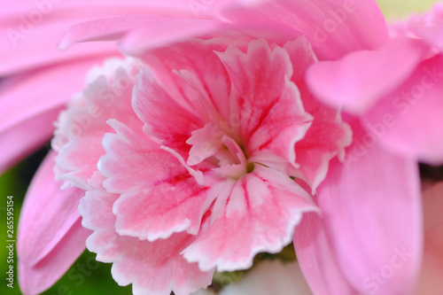 pink gerbera flower