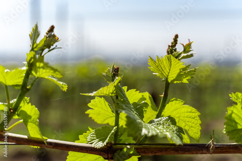 Young shoots of a grape grow in spring in the Kaiserstuhl in Germany in sunlight.
