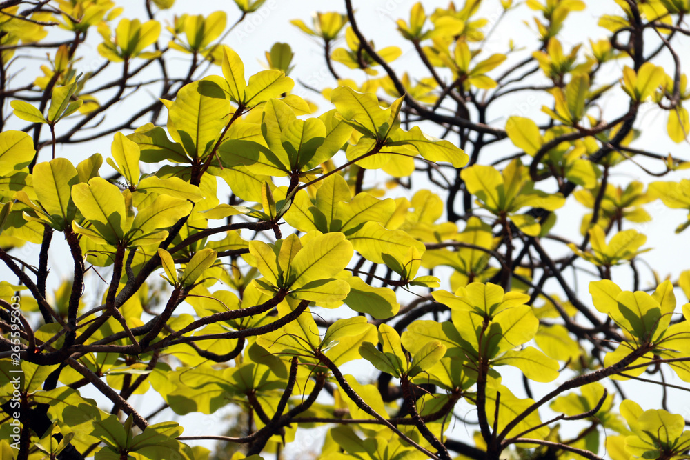 Obraz premium The big tree with fresh green leaves on branch on blue sky background