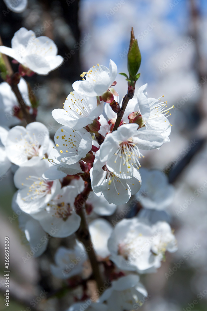 Flowering apricot. Botanical Garden. Spring background Flowering apricot. Botanical Garden. Spring background