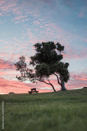 tree in the field