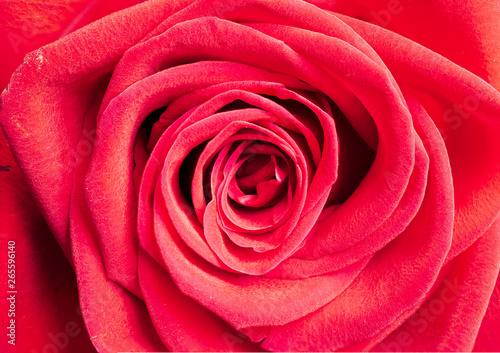 Single red rose as background  closeup shot  horizontal crop