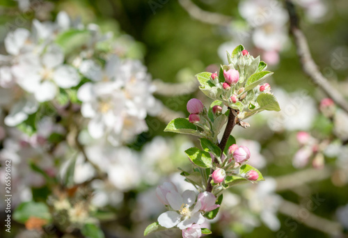 Apple tree flower blossoming at spring time, floral sunny vintage natural background