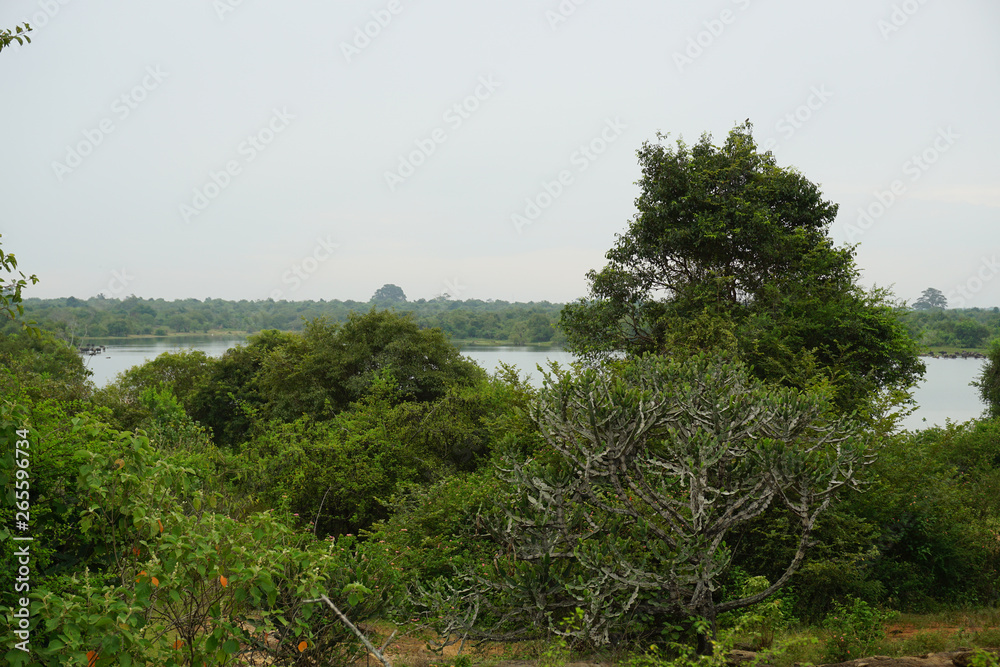 View on lake in Udawalawa nation park with gnu or wildebeest