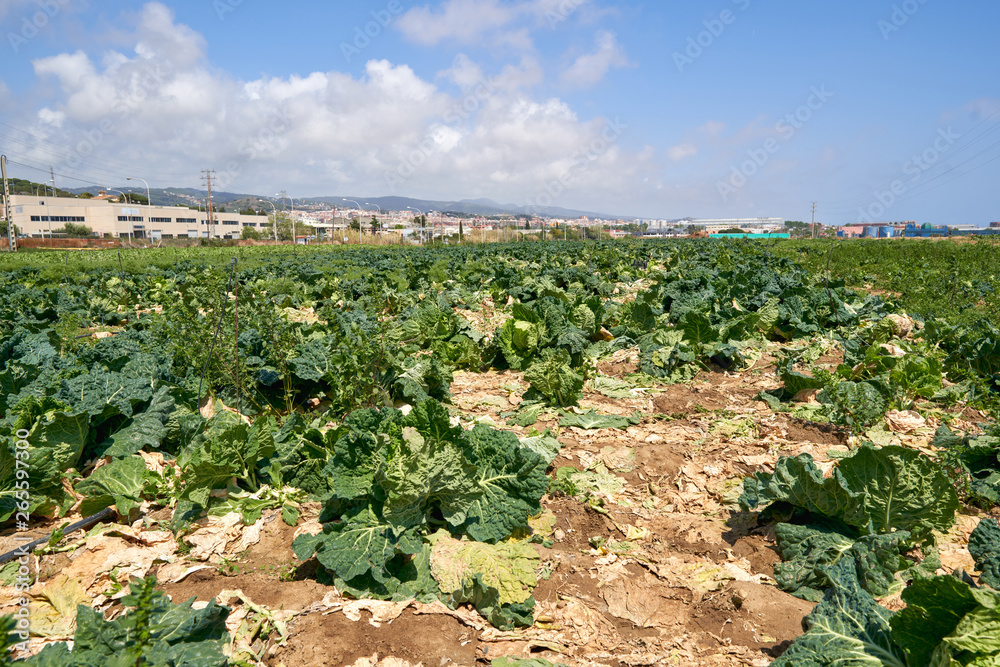 growing fresh organic lettuce on plantations