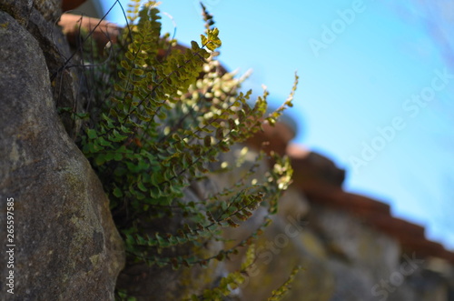Beautiful little fern growing in a stone wall