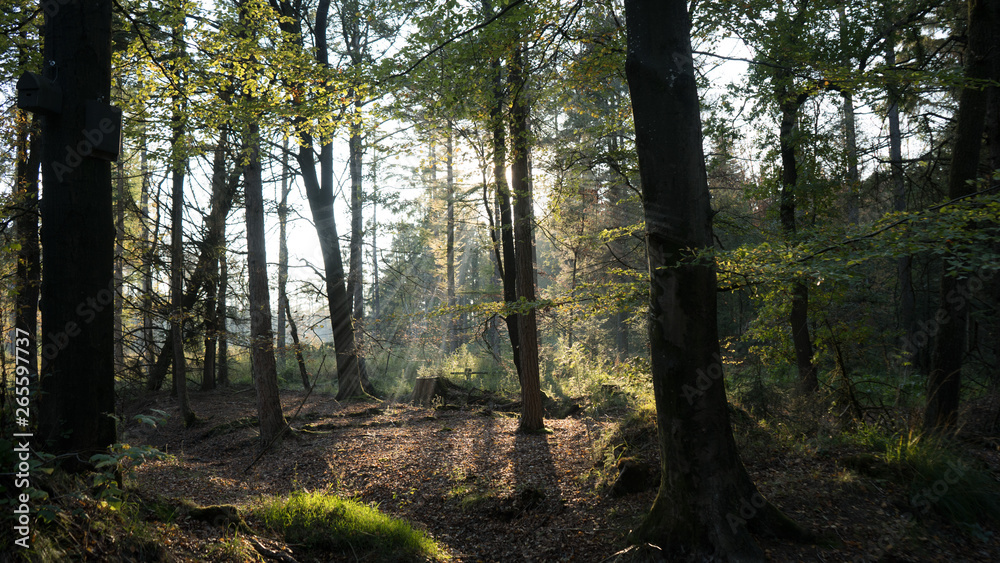 Naklejka premium Sonnenstrahlen im Wald