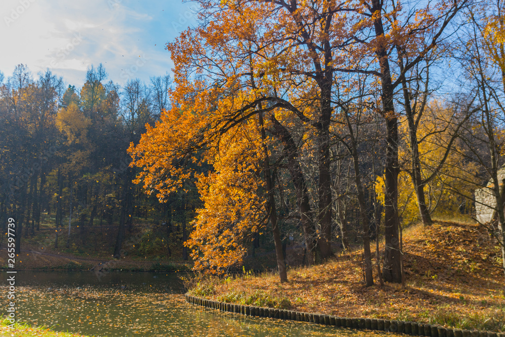 Golden autumn scene in the park with falling leaves