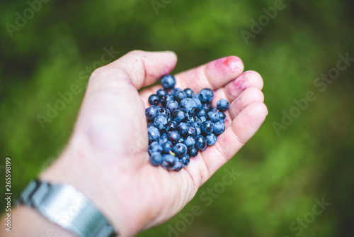 Close up of hand holding blue berries