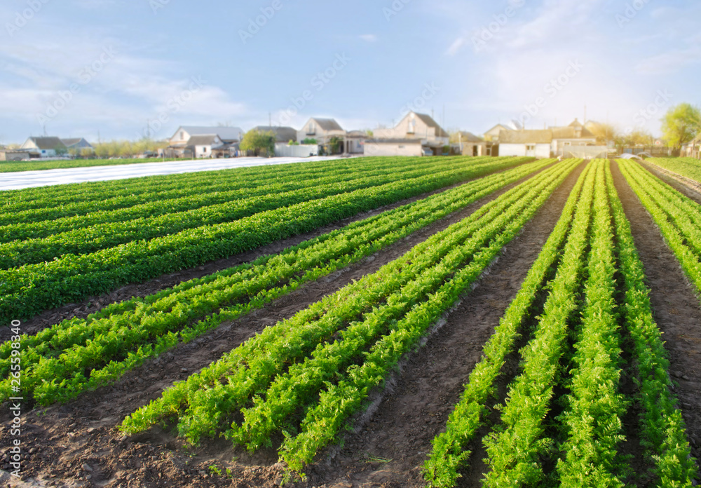 Carrot plantations grow in the field. Vegetable rows. Growing vegetables. Farm. Landscape with agricultural land. Crops Fresh Green Plant Agriculture Farming. Selective focus