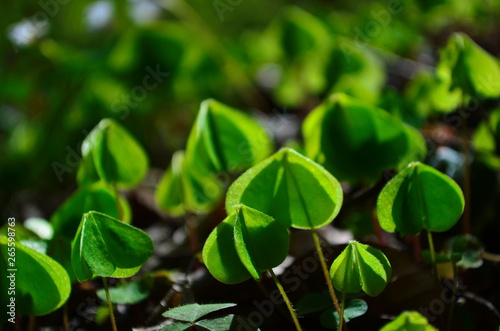 gently green leaves of wood sorrel in the forest