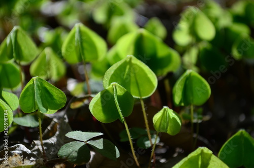 gently green leaves of wood sorrel in the forest