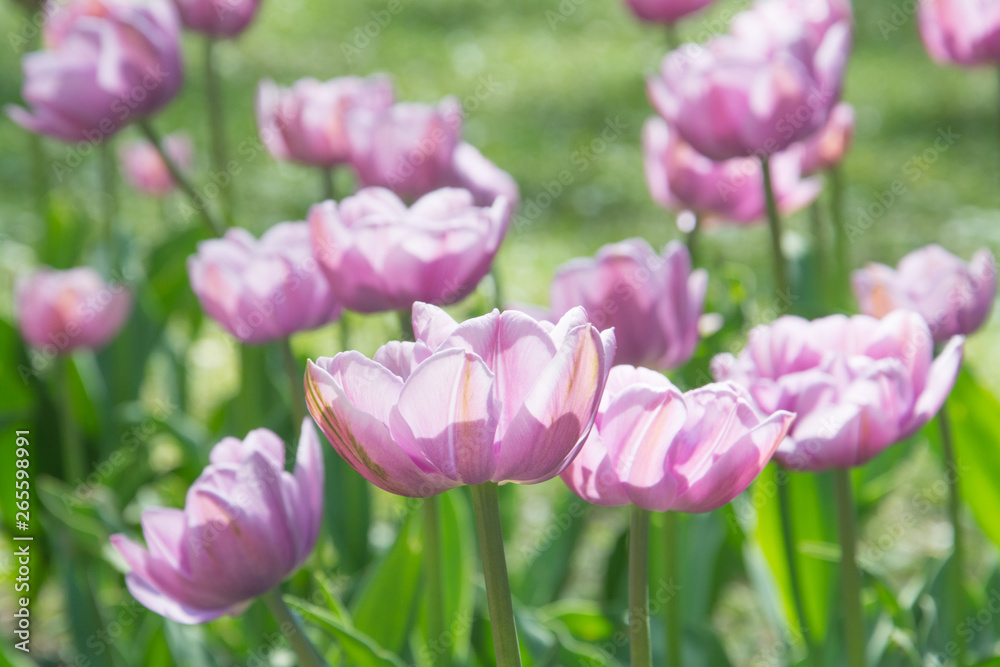 pink tulip with bokeh