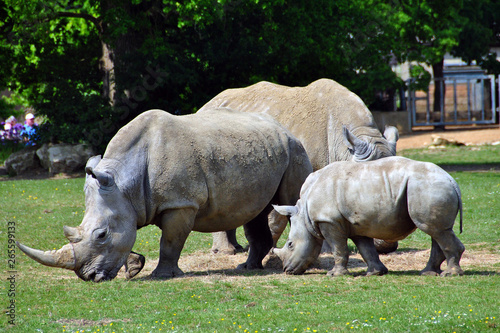 Southern White Rhino Rhincceros Ceratotherium Simum