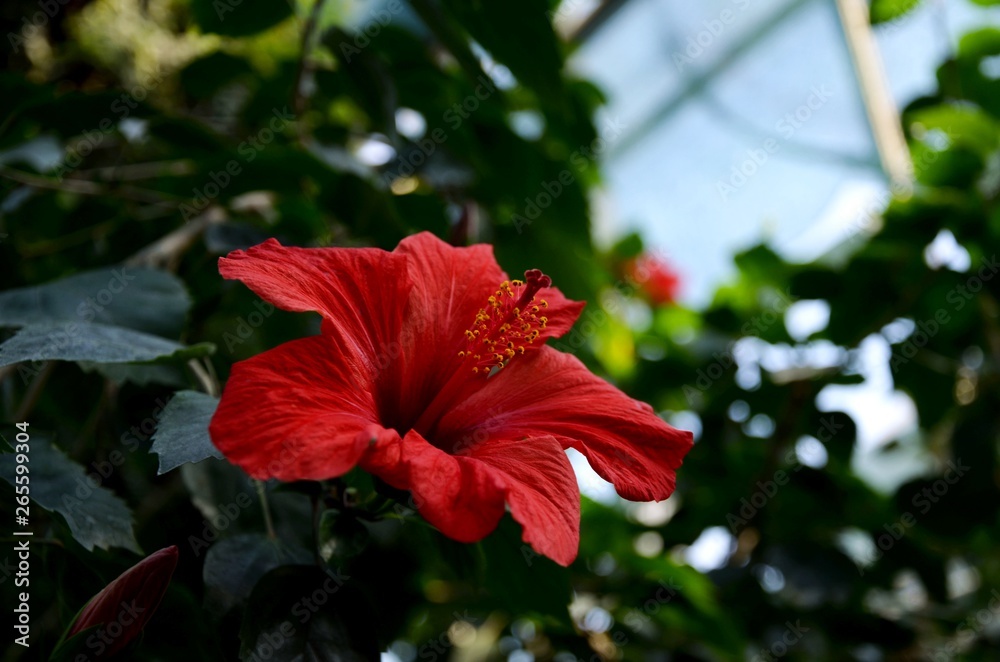 Tropical flower. Botanical garden of Hrysko. Kyiv, Ukraine. Tropical flower. Botanical garden of Hrysko. Kyiv, Ukraine.
