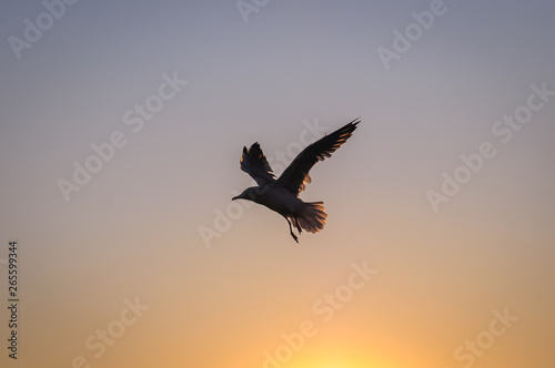 Sea gull flying above Baltic Sea in Swinoujscie  Poland