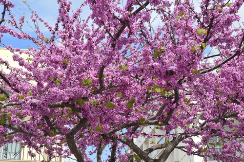 Arbre de Judée en fleurs