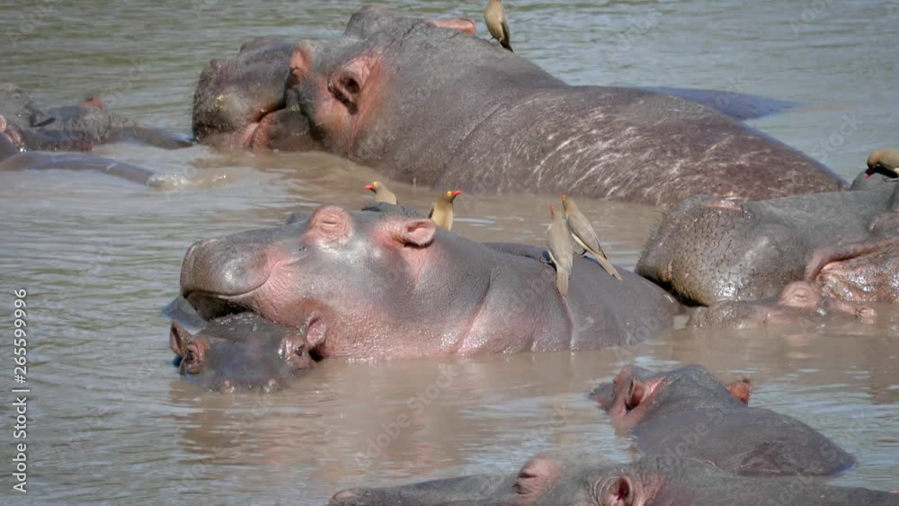 A Herd Of African Hippos Sweet Sleep In The Pond A Herd Of African Hippos Sweet Sleep In The Pond