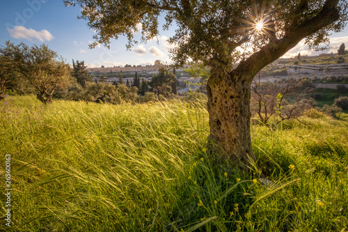Mount of Olives
