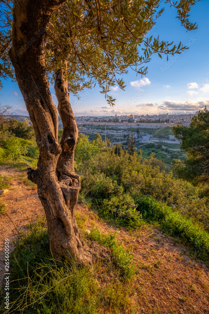 Obraz premium Mount of Olives