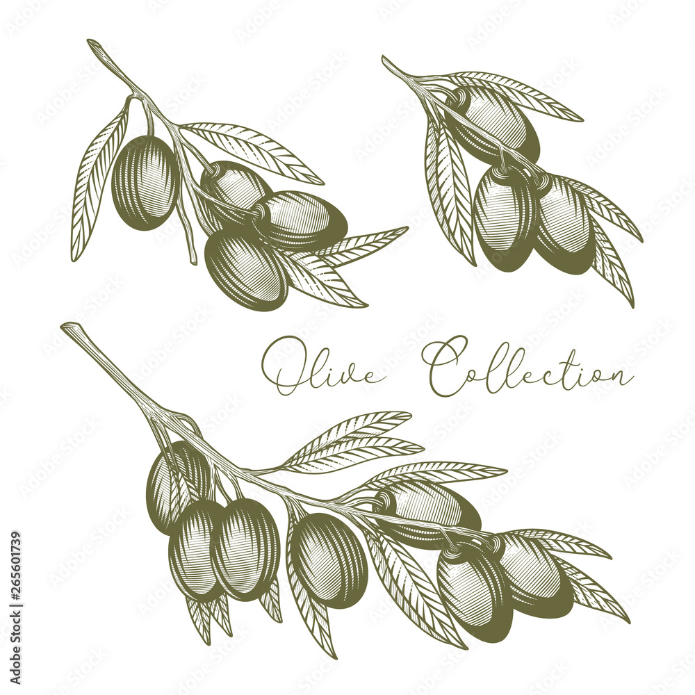 Olive branch collection. Vector hand drawn illustration of olive ...