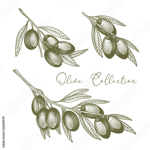 Olive branch collection. Vector hand drawn illustration of olive branches in engraving technique for labels, logos, posters food menus. Isolated on white. 