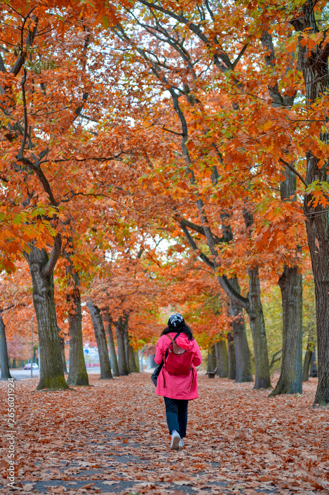 Woman walking among colorful red and yellow foliage trees in garden during autumn at Wilhelm Külz Park in city of Leipzig, Germany Woman walking among colorful red and yellow foliage trees in garden during autumn at Wilhelm Külz Park in city of Leipzig, Germany
