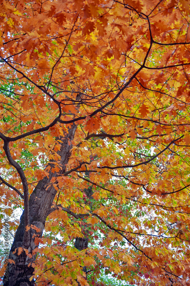 Colorful red and yellow foliage trees in garden during autumn at Wilhelm Külz Park in city of Leipzig, Germany Colorful red and yellow foliage trees in garden during autumn at Wilhelm Külz Park in city of Leipzig, Germany