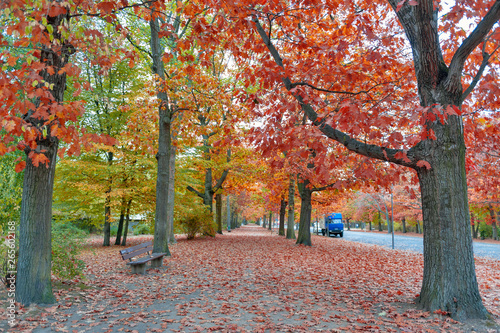 Colorful red and yellow foliage trees in garden during autumn at Wilhelm Külz Park in city of Leipzig, Germany