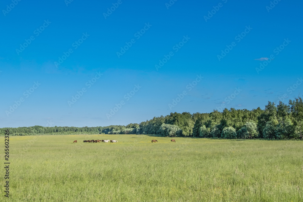Horses graze in a field near the forest
