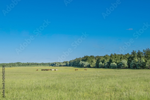 Horses graze in a field near the forest