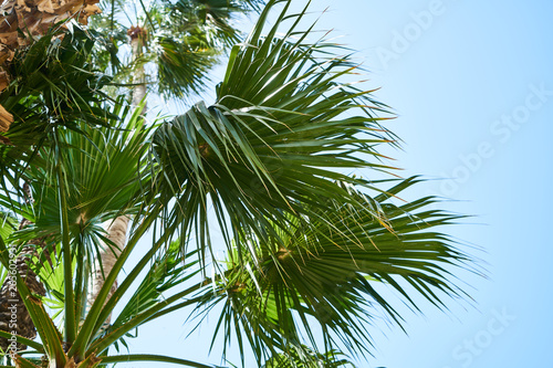 Beautiful palm trees on tropical island © enginakyurt