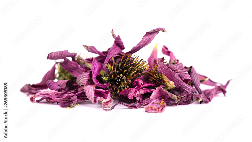 Dried Echinacea flowers, isolated on white background. Medicinal herbs. - obrazy, fototapety, plakaty 