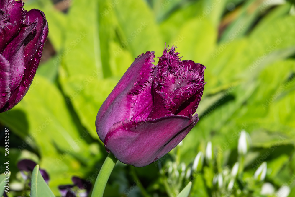Fringed Tulip in Bloom in Springtime
