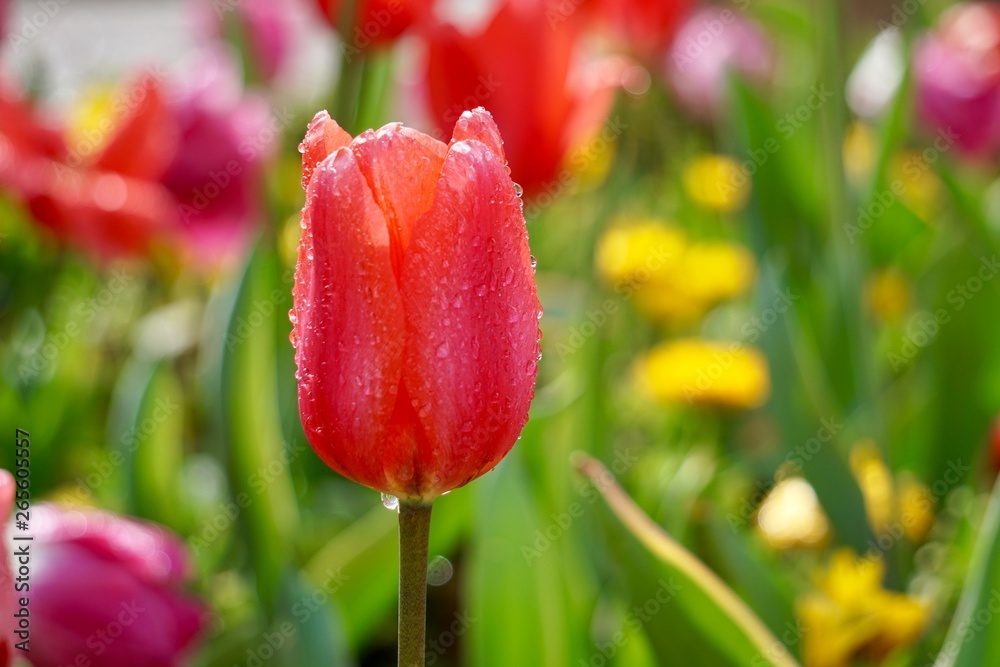 Fototapeta premium red tulip in the garden in springtime, tulips in the nature