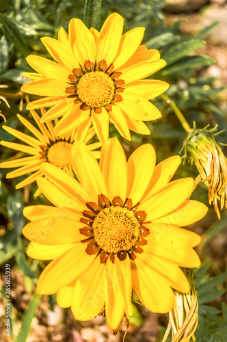 Gazania African daisies  daisy like composite flower shades of yellow  growing in summer. Its a flowering plants in Asteraceae family of Southern Africa.