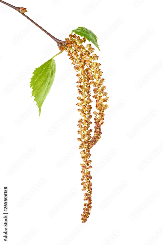 Spring birch buds and leaves on branch, white background. Spring birch buds and leaves on branch, white background.