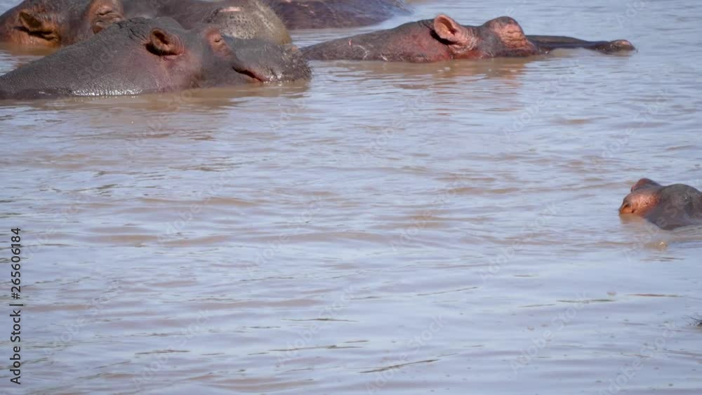 Wild Young Hippopotamus Come Up From The Water Funny Shakes His Ears And Dives Wild Young Hippopotamus Come Up From The Water Funny Shakes His Ears And Dives