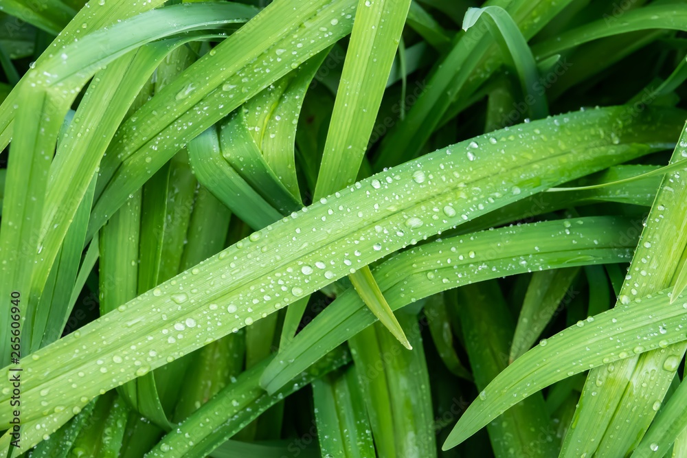 Raindrops on Leaf in Springtime Raindrops on Leaf in Springtime