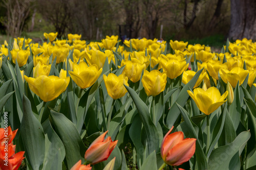 tulips  tulip  spring  colorful  bouquet  beautiful 