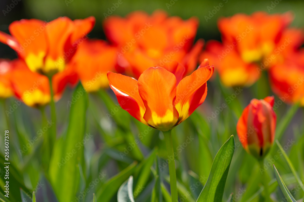tulips, tulip, spring, colorful, bouquet, beautiful tulips, tulip, spring, colorful, bouquet, beautiful