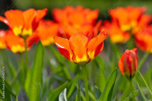 tulips  tulip  spring  colorful  bouquet  beautiful