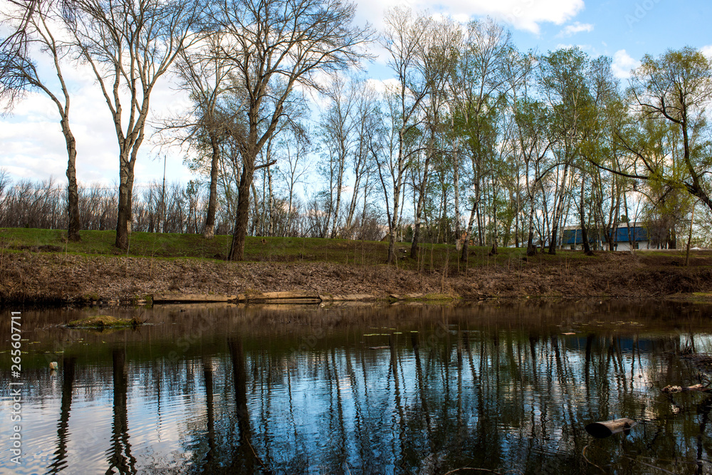 a small mirror lake surrounded by trees without leaves and a blue sky with clouds floating on it a small mirror lake surrounded by trees without leaves and a blue sky with clouds floating on it