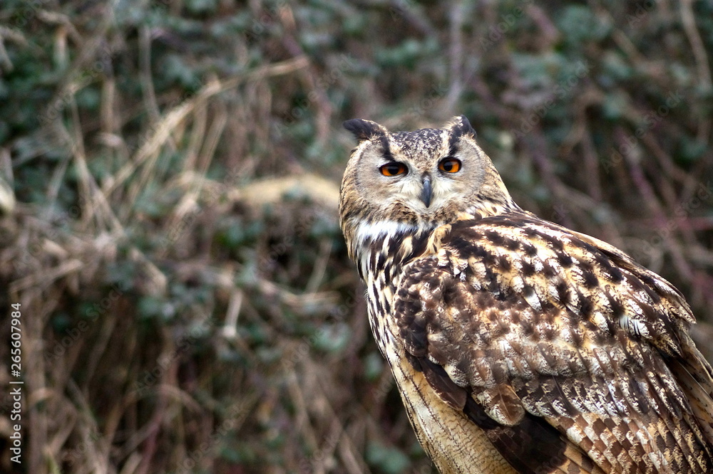 Portrait of an Eurasian Eagle owl Portrait of an Eurasian Eagle owl