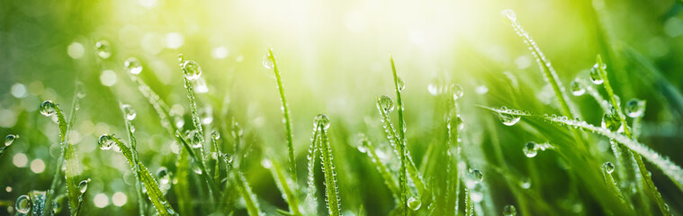 Juicy lush green grass on meadow with drops of water dew in morning light in spring summer outdoors close-up macro, panorama. Beautiful artistic image of purity and freshness of nature, copy space.